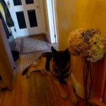 German Shepherd At Home
