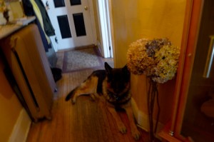 German Shepherd At Home